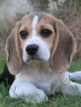 /album/fotogaleria-inicio/beagle-jpg1/