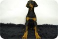 doberman